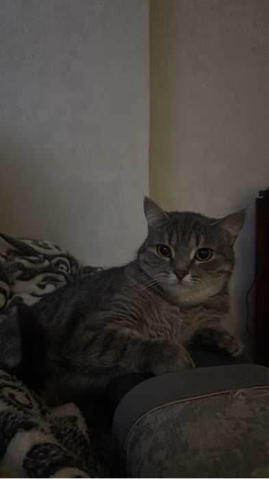 Отдам кошку 1год и 3 мес