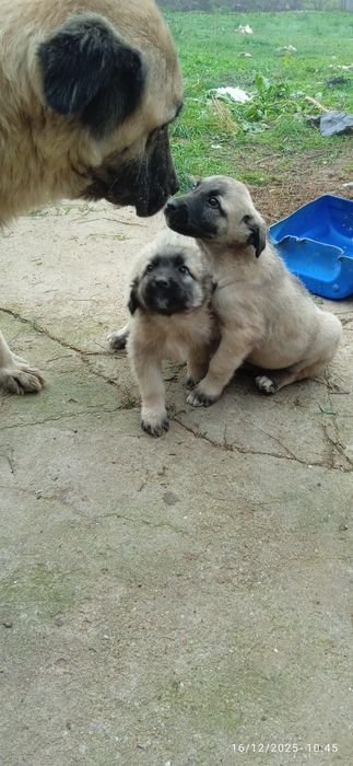 Продавам кучета кангал на два месеца  мъжки и женски  цена 180 лв брой