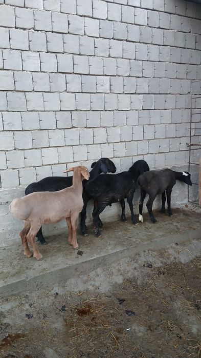 Quylar sotiladi moda quchqorlar