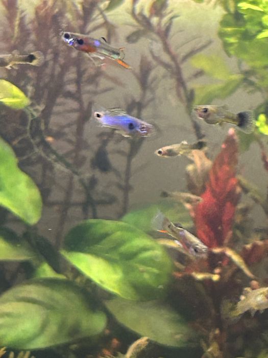 Mix guppy de vanzare