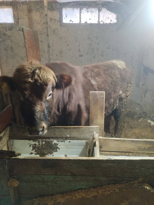 Бұқа сатылады 3 жасар