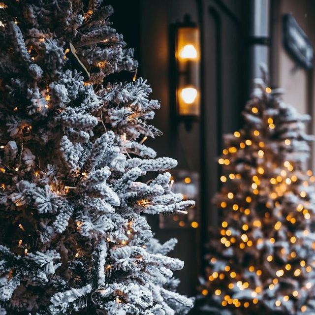 Заснеженная ёлка словно с леса