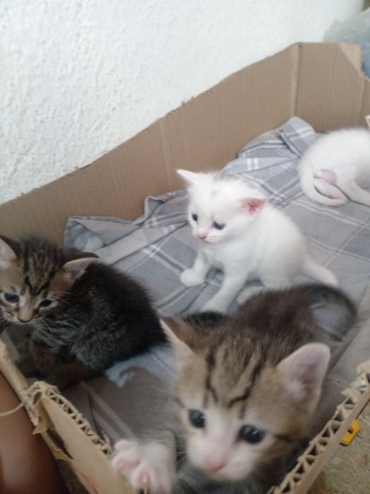 Отдам даром котят