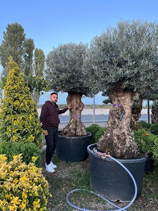 Poze reale 100 % / Palmieri, pon pon, bonsai, buxus glob, tuia spirala