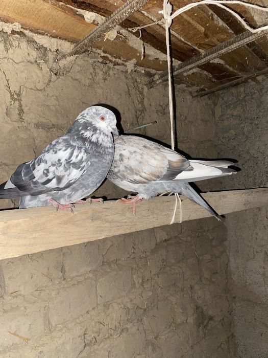 Голуби бакинцы продам