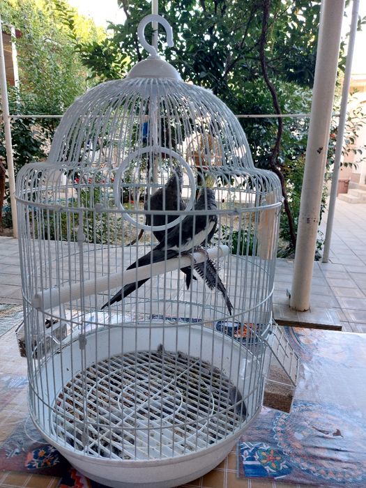 Tayor par karela papugaylar sotiladi