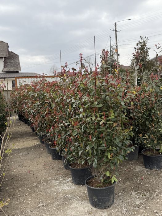 Vand plante ornamentale diferite specii de calitate superioara !