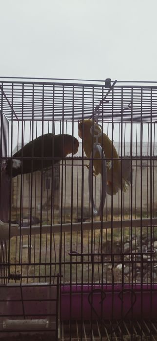 Папугай неразлучник