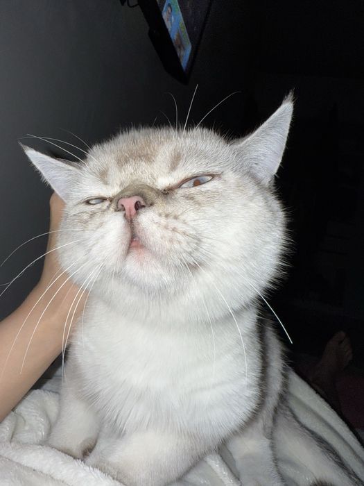 Кот продается Шотландский