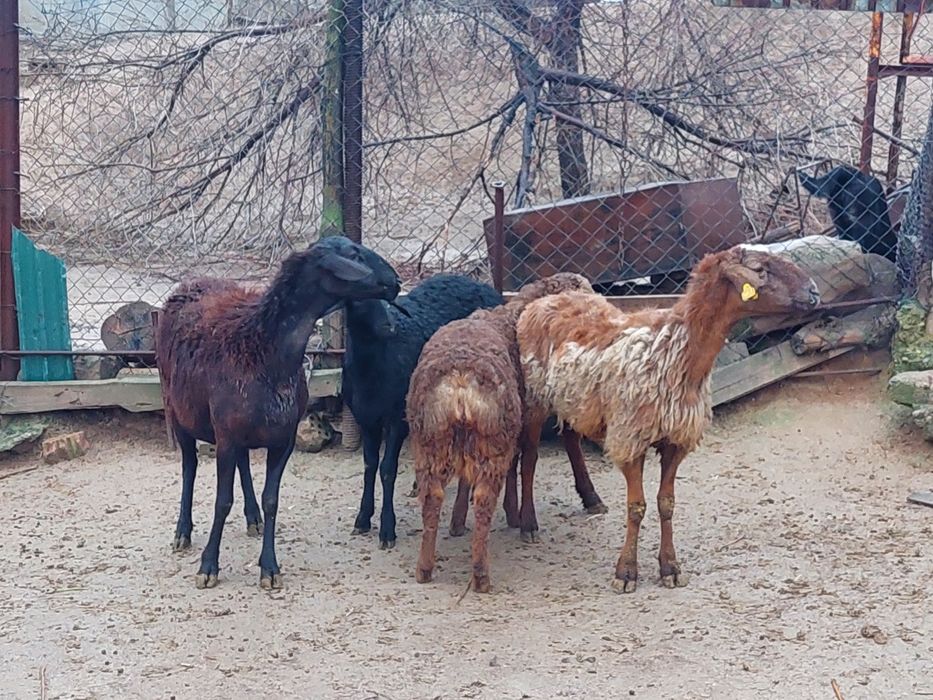 Жас ірі денелі қисары қозылы қойлар сатылады