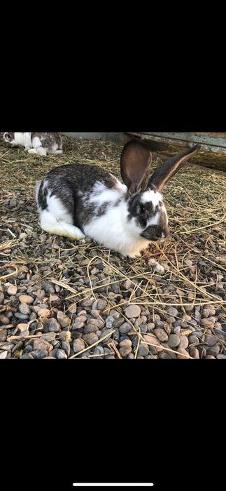 Parra quyon sotiladi