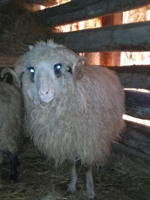 Vând sau schimb berbecul