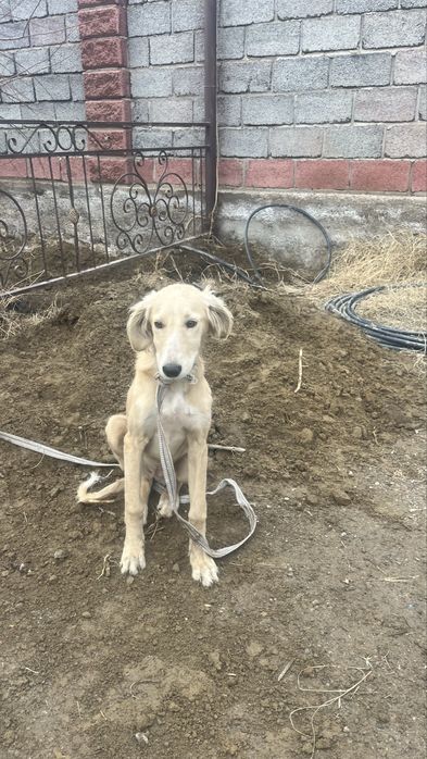 Сабака порода тазы