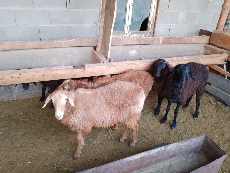 Продам баран кой сатылады