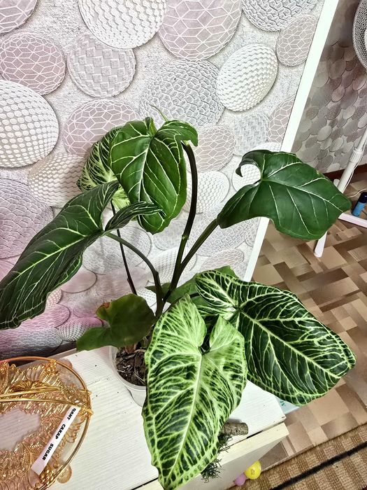 Продам филодендрон и сингониум