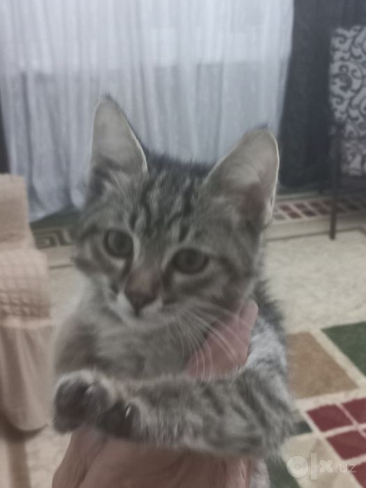 Котёнок 2 месяца бесплатно