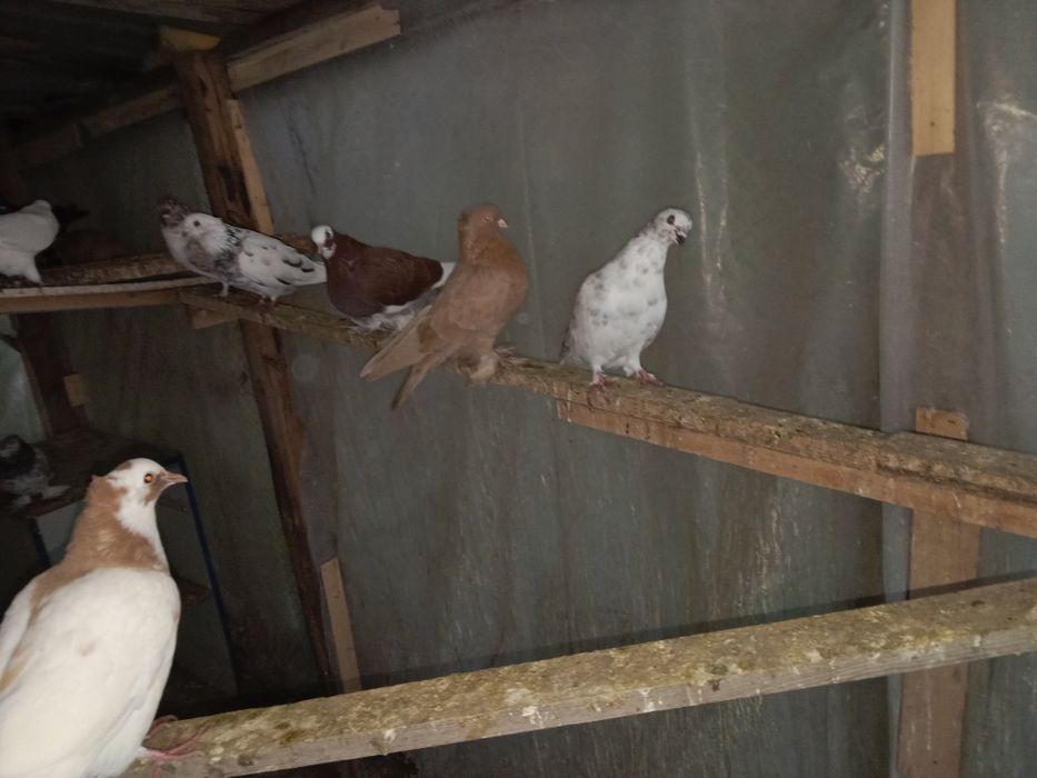 Продам голубей лет есть