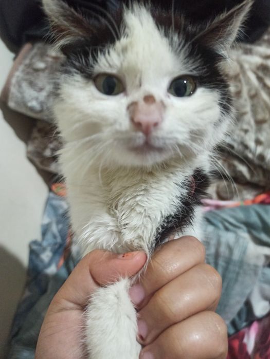 Yosh i soglim mushuk