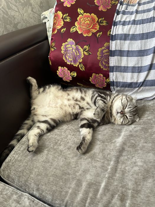 Красивый кот на вязку