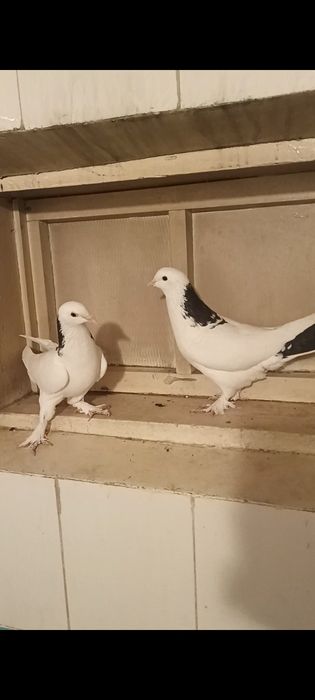 Продам голубей разных