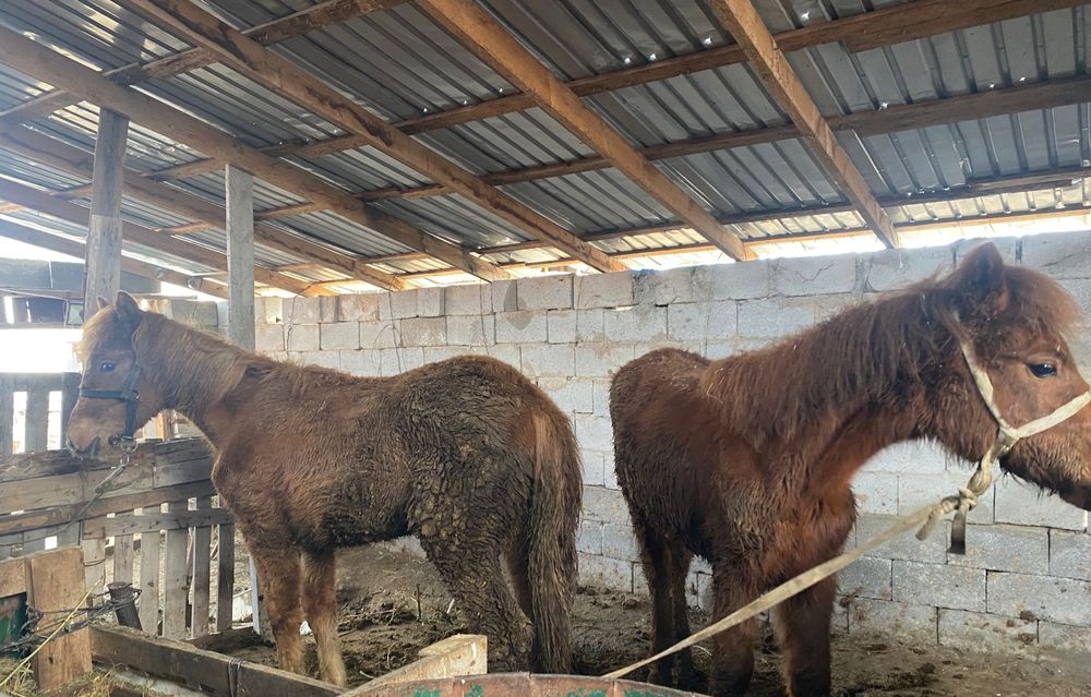 Тайлар сатылады.