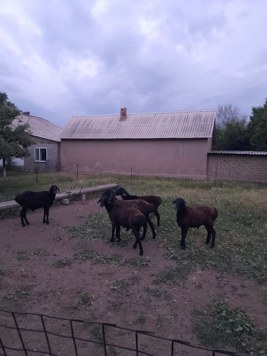 4 кошка бар 1.5 жасар