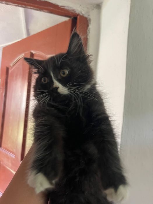 Котёнок мальчик.