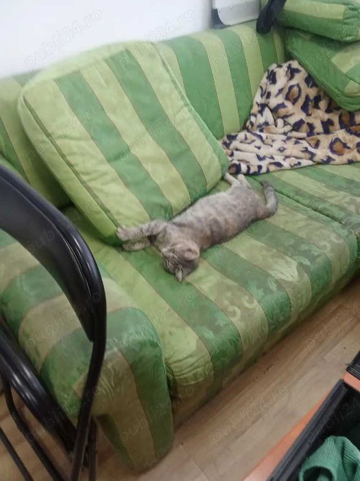 Pet sitting Bucuresti