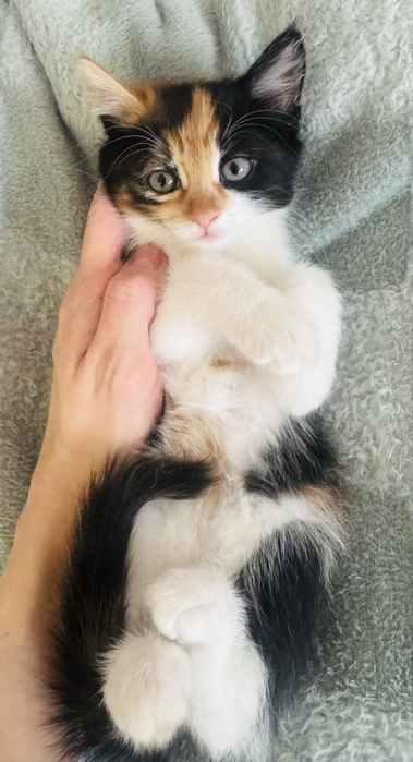 Котята домашние 2,5 месяца два мальчика и девочка