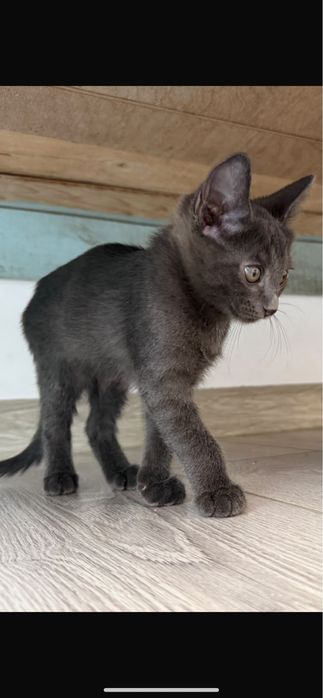 Котенок шотландец