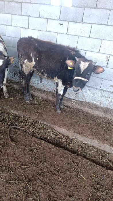 Бузаулар сатылады