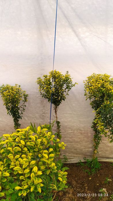 Birsklet  va shamshod. Va boshqa kochat