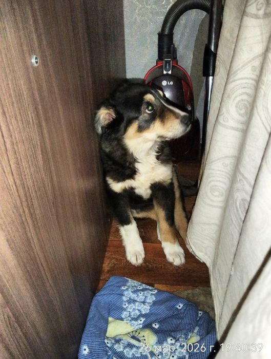 Пристраевается  щенок