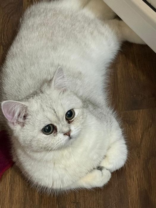 Белый британский-шотландский кот