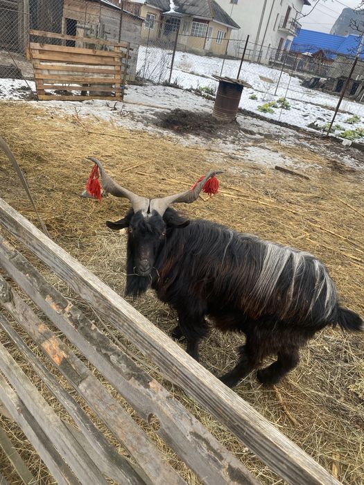 Vand 5 capre si 1 țap