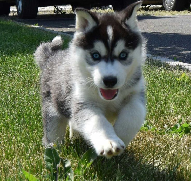 Pui Husky Siberian, părinți multipli campioni!