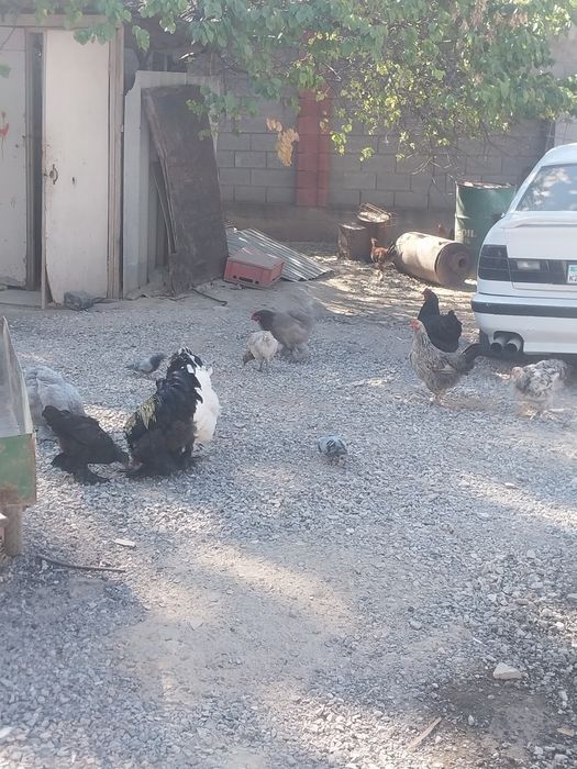 Продам куры (Брама)