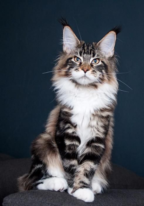 Котята мейн кун из питомника