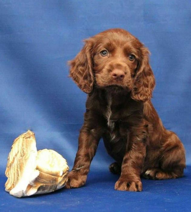 Шоколадные малыши