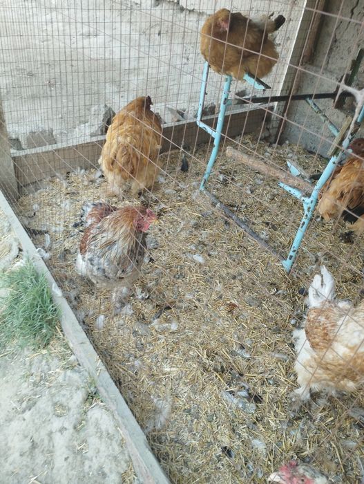 Брама товук хурозлар сотилади срочно хаммасини Бир жойда сотилади