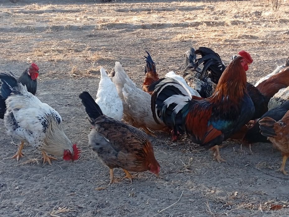 Әтеш сатамын 5000