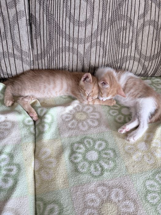 Подаряват се домашни котета
