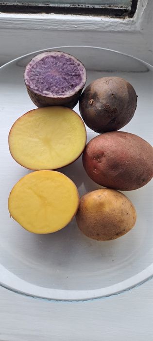 Продам домашнюю картошку