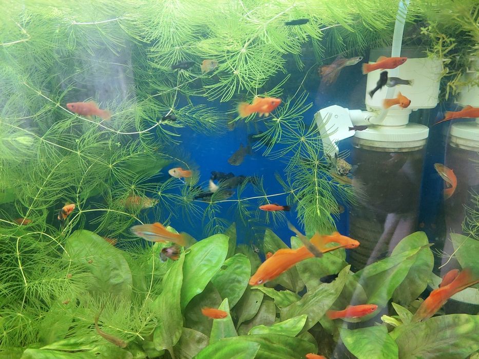 Моллинезии Меченосцы