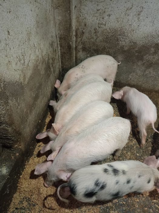 Малки прасета на три месеца