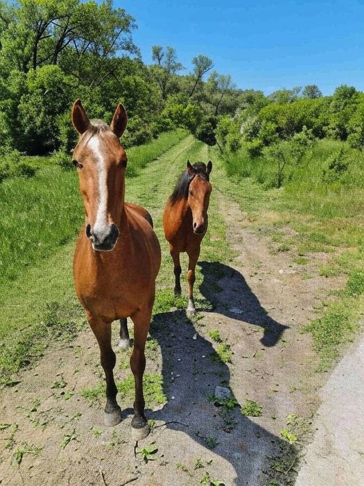 Продава парцел 648 м2, в жилищна зона на махала „Логатор” гр. Брезник