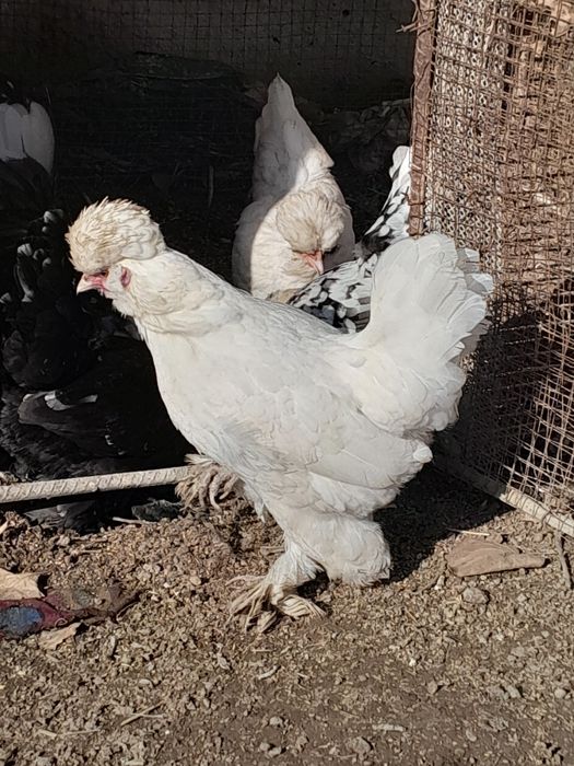 Карес товук ва хурозчала  сотилади