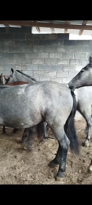 Продам лошадей с откорма 9 голов.