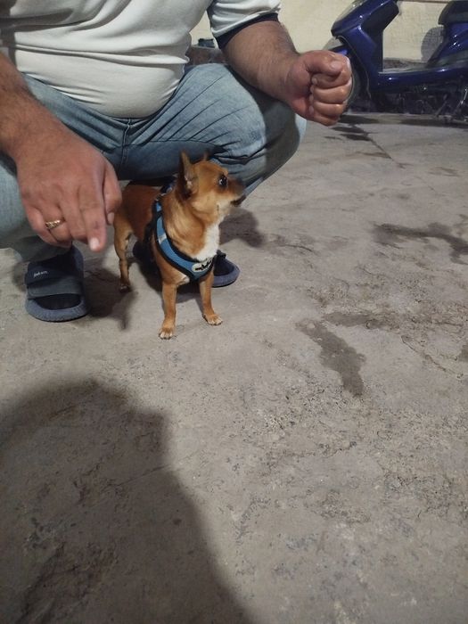 Chihahuva zoti chet eldan kelgan Erkak it