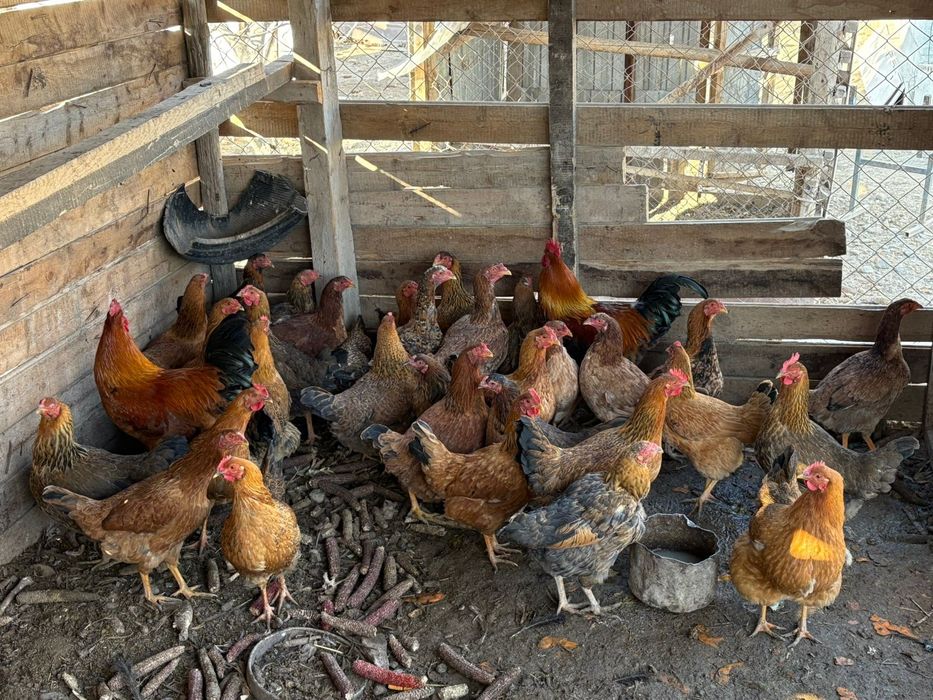 Тауықтар сатылады